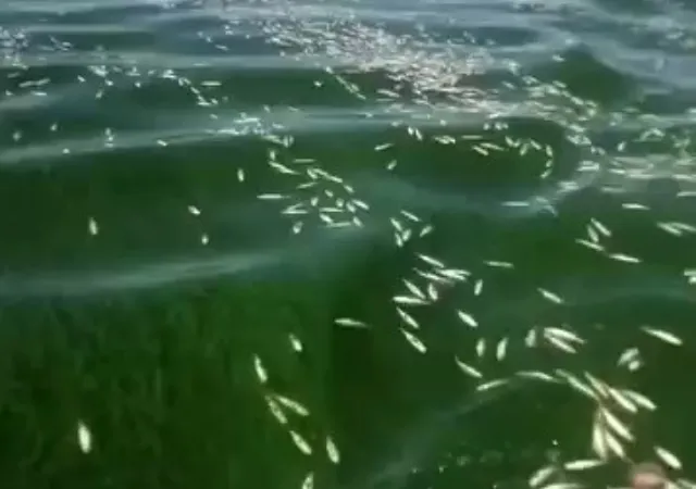 Aksu Çayı’nın döküldüğü Sır Barajı’nda balık ölümleri